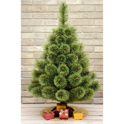 CHOINKA ŻYŁKA KLARA ROZCZEPIONA 50CM